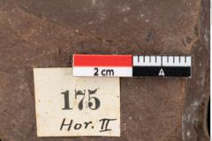 Foto (Detailansicht) von Glyptostrobus europaeus Brongniart (NHMW-GEO-2024-0188-0175)